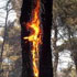 Albero a fuoco