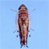 Adulto di Scaphoideus titanus