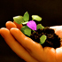 immagine agricoltura civica award