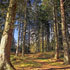 immagine bosco