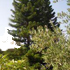 foto foresta