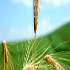 agricoltura sociale