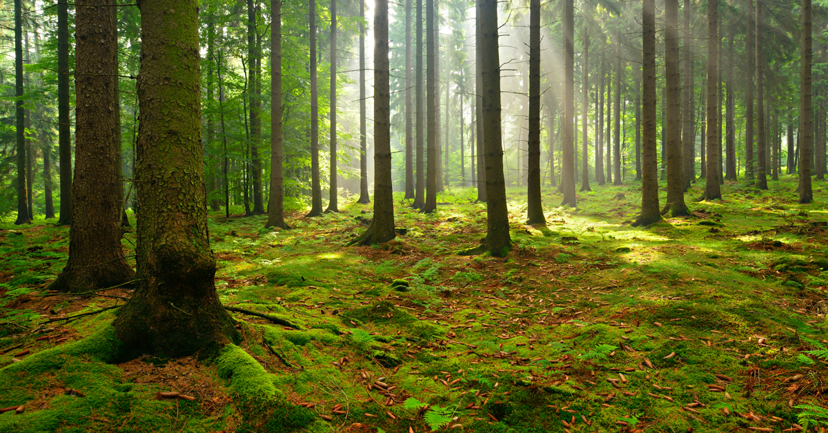 veduta di foresta con scritte sull'evento 