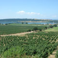 immagine rurale