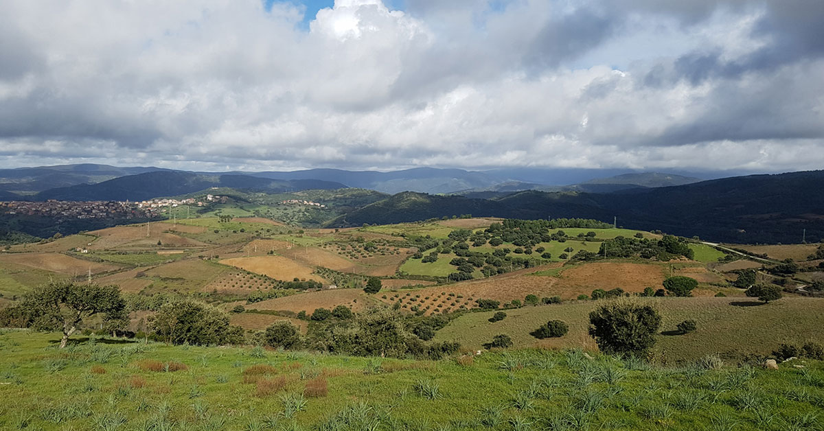 I vigneti eroici di Meana Sardo