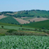 paesaggio rurale Marche