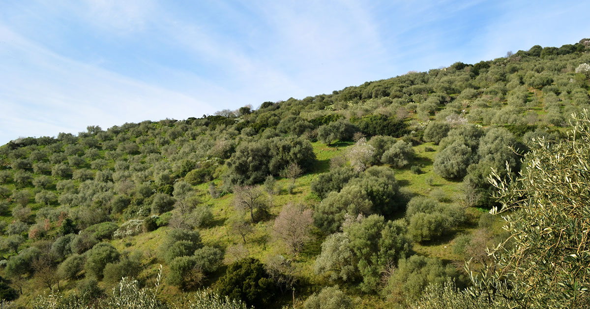 Sistemi Agro-Silvo-Pastorali del Marghine-Goceano - Oliveti terrazzati e Pascoli Arborati nei territori di Bolotana, Illorai e Lei