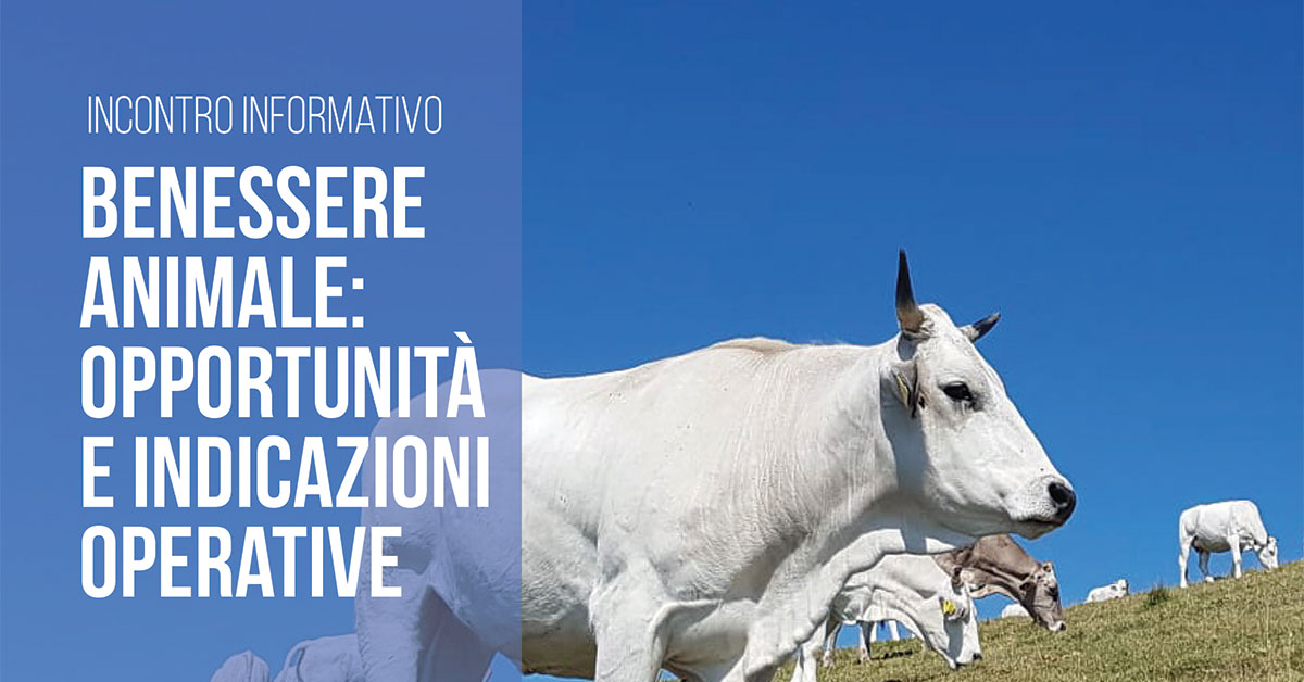 immagine notizia
