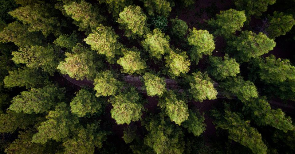foresta