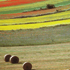 immagine campo agricolo