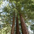 foto sequoia sempervirens