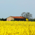 immagine campagna veneta
