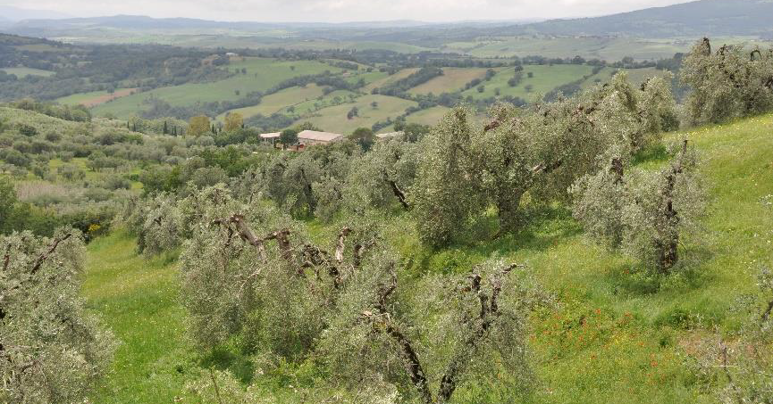 Paesaggio Policolturale di Fibbianello - Comune di Semproniano