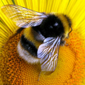 ape con fiore