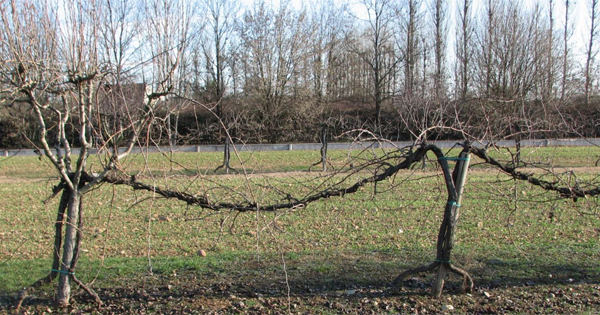 La piantata veneta