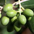 immagine olive