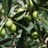 foto olive
