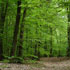 foto foresta