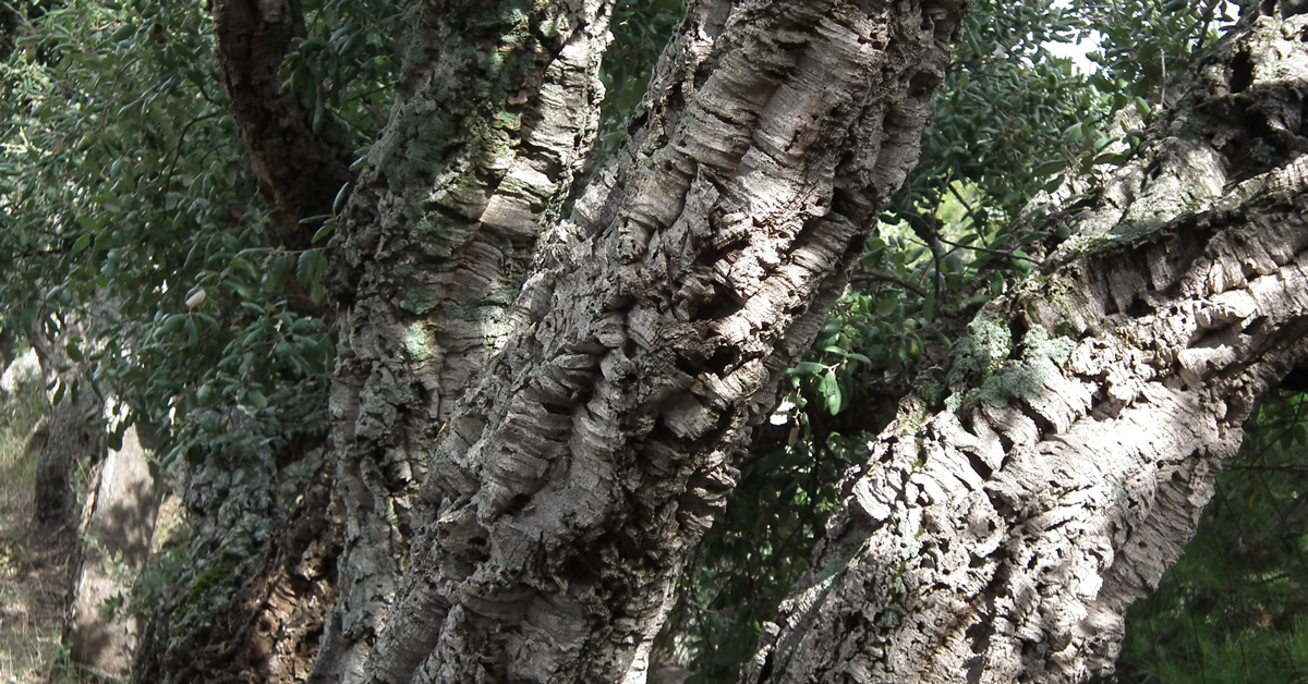 albero di sughero