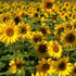 girasole