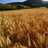 campo di cereali