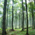 foresta