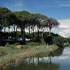 immagine parco san rossore