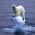 orso polare