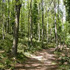 foresta