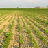 paesaggio rurale