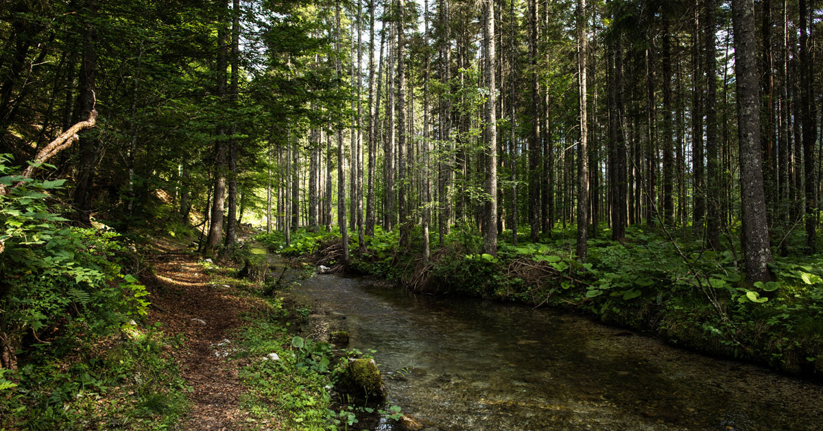 Foreste