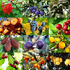 foto di frutta