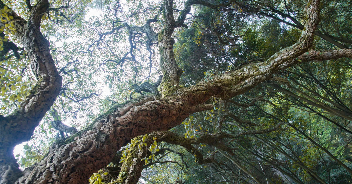 albero di sughero