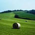 paesaggio rurale inglese