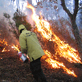 foto incendio boschivo