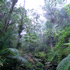 foreste