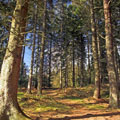 immagine bosco