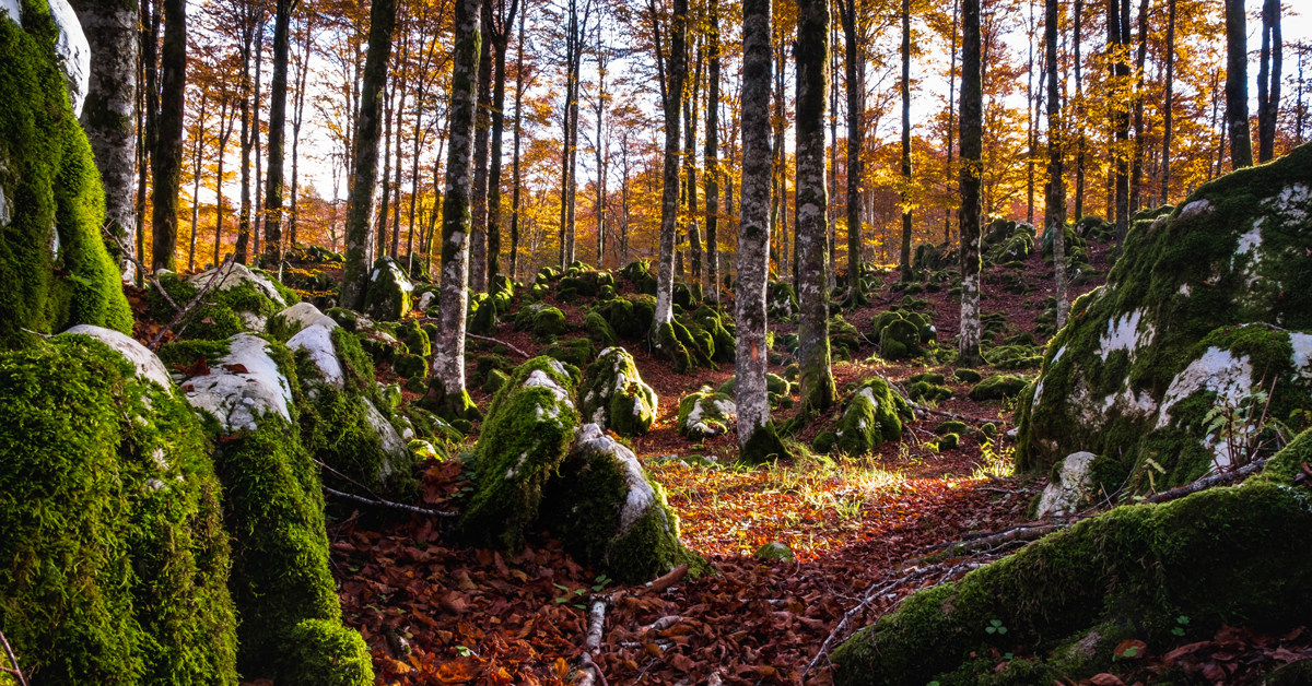 foresta