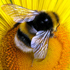 ape con fiore
