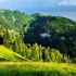 foto foresta