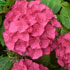 foto fiore