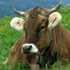 foto mucca