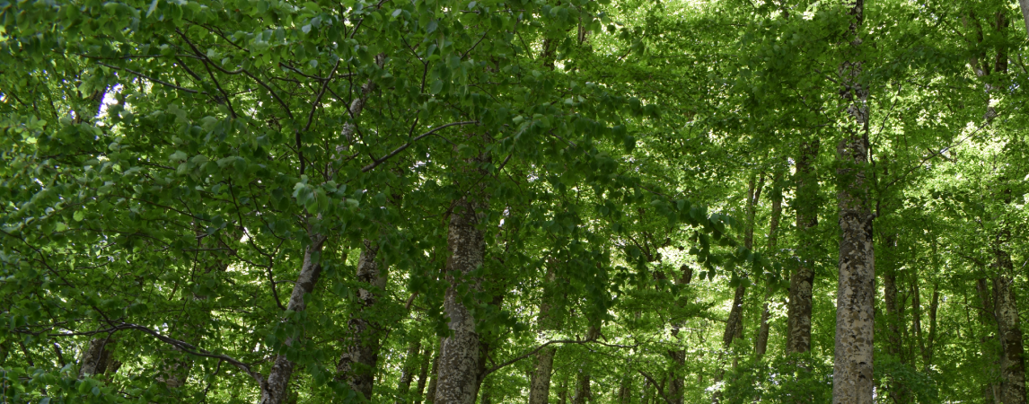 Servizi ecosistemici