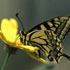 immagine farfalla