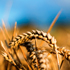campo di grano