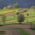 immagine campi coltivati