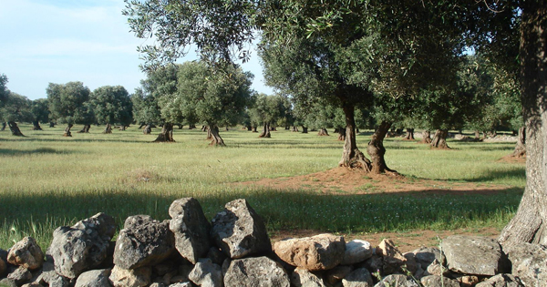 Paesaggio Agrario della Piana degli Oliveti Monumentali di Puglia