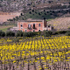 paesaggio rurale