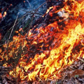 foto incendio boschivo