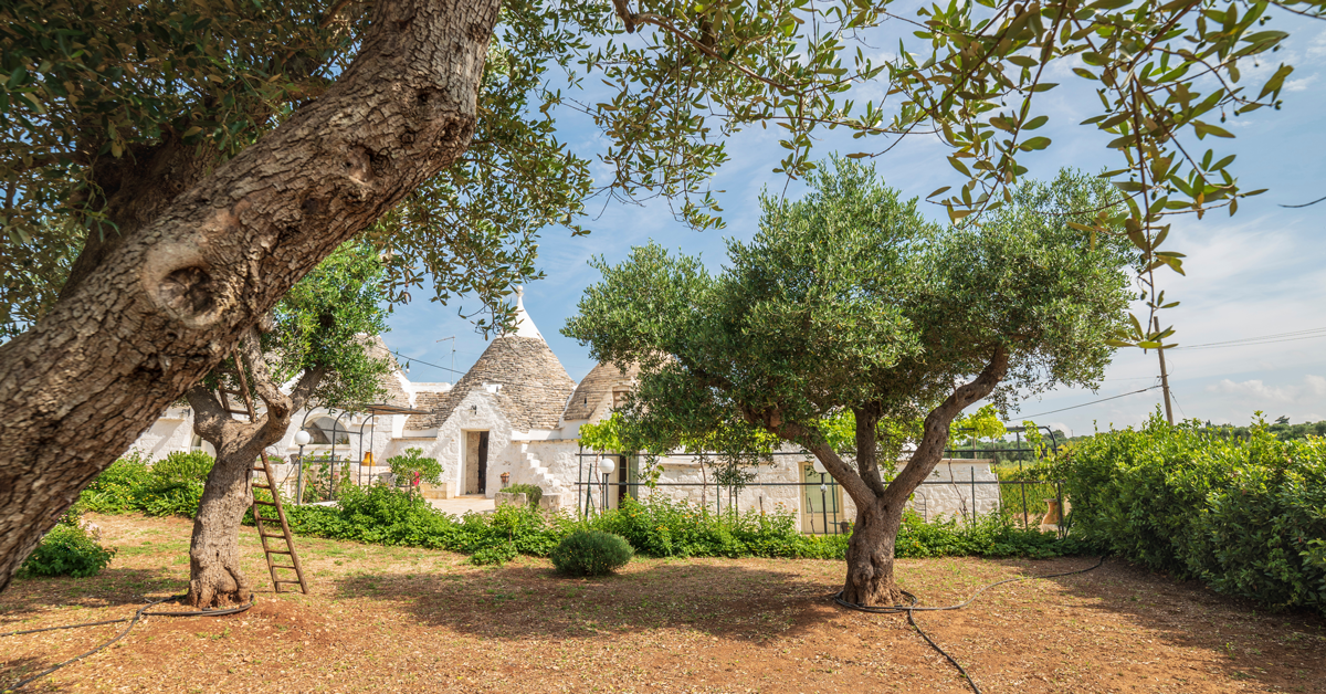 trulli e ulivi in puglia